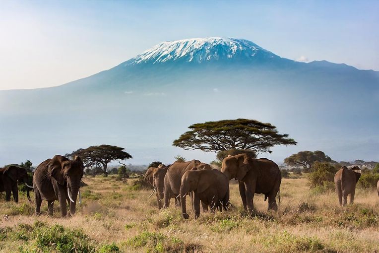 Elephants in the savanna with Mount Kilimanjaro in the background